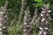 acanto_spinoso_nel_vastese_6
