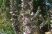 acanto_spinoso_nel_vastese_7