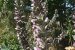 acanto_spinoso_nel_vastese_8