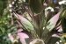 acanto_spinoso_nel_vastese_10