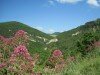 paesaggio-con-valeriana