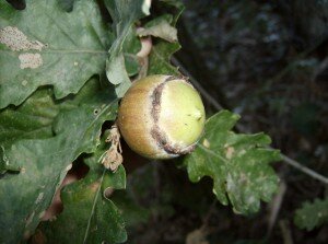 galla della quercia pallecucche o cuccavalle