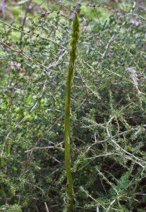 asparagi, asparago pungente Asparagus acutifolius