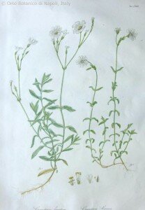 Giosuè Scarano Peverina di Scarano Cerastium scarani