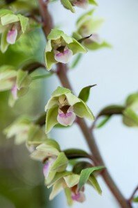 elleborina purpurea Epipactis purpurata elleborina purpurea rarissima montazzoli alto vastese elleborina purpurea Epipactis purpurata elleborina purpurea rarissima montazzoli alto vastese