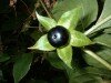 atropa_belladonna_piante